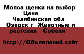 Мопса щенки на выбор. › Цена ­ 25 000 - Челябинская обл., Озерск г. Животные и растения » Собаки   